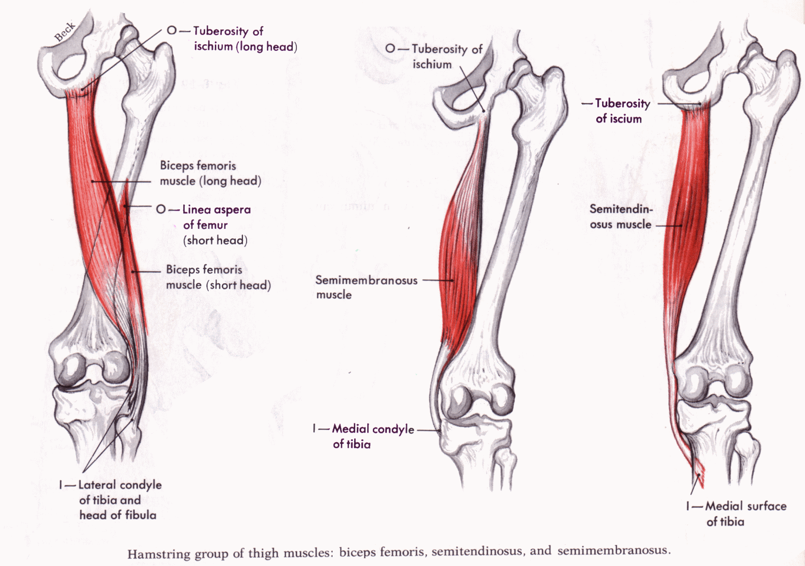 hamstring